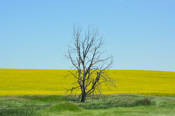 Lonely Dead Tree in Canola Field