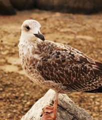 seagull on shore