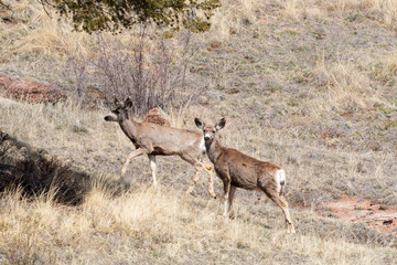 Herd of Mule Deer in the Sun