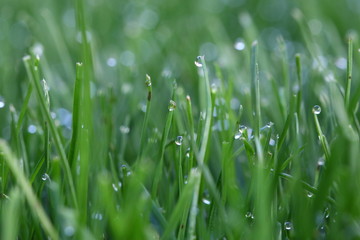 Tautropfen am Morgen auf gemähtem Rasen