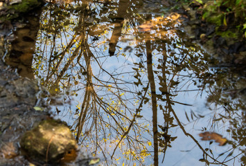 Reflection in autumn