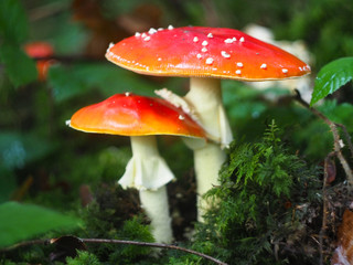 Two red fly agaric among green moss