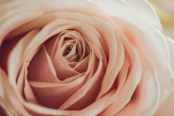 Fototapeta na wymiar pink rose 