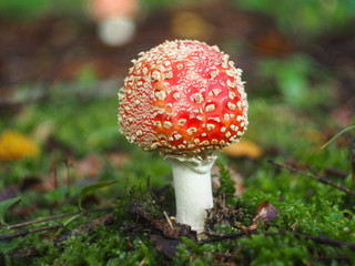 Young red fly agaric among green moss