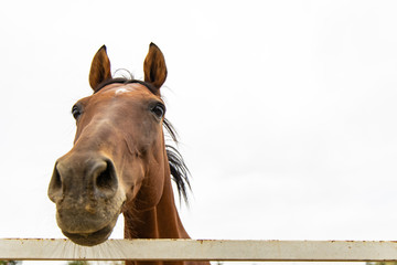 funny horse portrait photography animal looking at camera with focus on eye, gray and white sky...