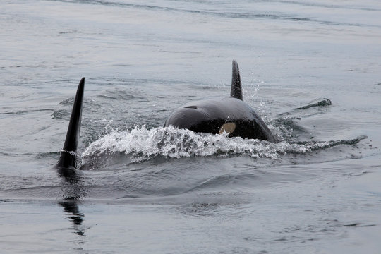 Orcas oder Killerwale vor Galiano Island, Kanada