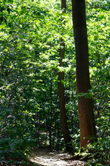 Sur les chemins de la for&ecirc;t