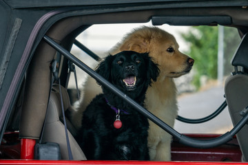 Two dogs, a beige Eurasier and a black Cocker Spaniel sitting together in a jeep.