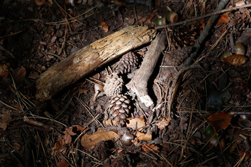 Un rayon de soleil et une pomme de pin