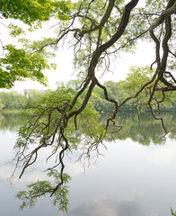 Shoreline locust tree along river
