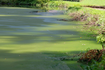 Un étang mal entretenu
