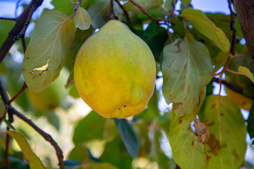 View of quince foliage and ripening fruit in the summer garden. Quince on the tree