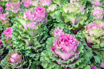 Closeup of wet ornamental cabbages