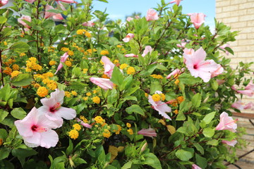 Garden hedge from Lantana camara and hibiscus in summer © ClaraNila
