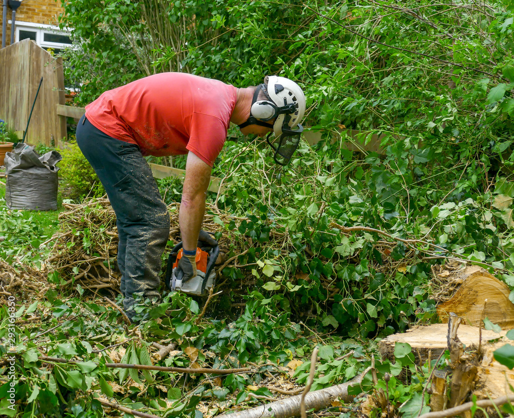 Wall mural A tree Surgeon or Arborist wearing safety equipment uses a chainsaw to cut up a felled tree.