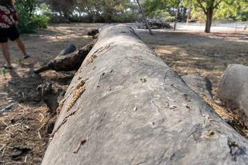 closeup of a three in the forest