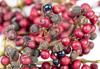 Shiny-Leaf Prickly Ash - Zanthoxylum nitidum (Roxb.) DC. herb fruits