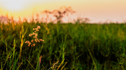 grassflower with sunset background
