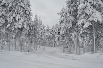 Beautiful snow covered white trees and forest in arctic Lapland. Midnight sun in Finland.