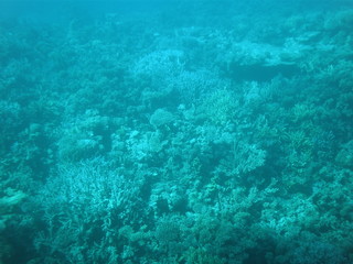 Beautiful seascape of reef sea in seaweed