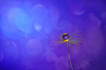 Close up water drop on dandelions seed on blue bokeh background. An artistic picture of dandelion flower.