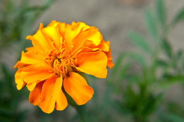 Orange french marigold (Tagetes patula) with green and gray background in the organic garden