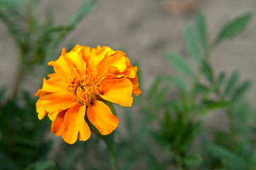 Orange french marigold (Tagetes patula) with green and gray background in the organic garden