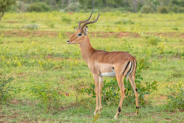 Naklejka na ściany i meble A male impala (Aepyceros melampus) on an african savannah, Welgevonden Game Reserve, South Africa.