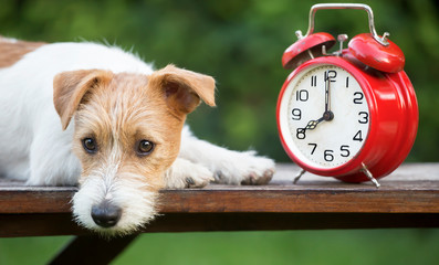 Daylight savings time, cute pet dog puppy with a red retro alarm clock, web banner