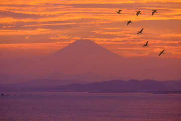 Birds flying in the evening, beautiful light in the sea in japan