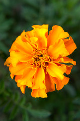 Orange french marigold (Tagetes patula) with green background in the organic garden