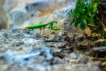 maintis  insect photo