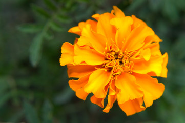Orange french marigold (Tagetes patula) with green background in the organic garden