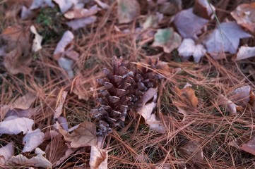Pine Cone
