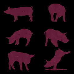 set of pigs silhouette, pink lines on black background, vector illustration, eps 10