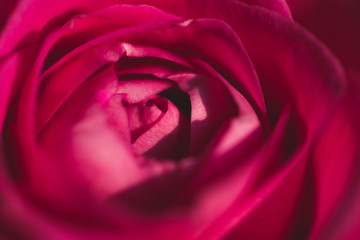 closeup of red rose