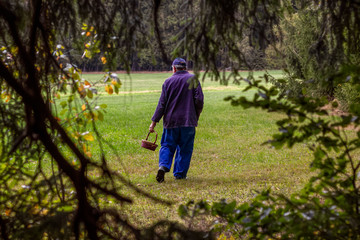 älterer Mann beim Pilze sammeln