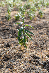 close up of a plant in the garden