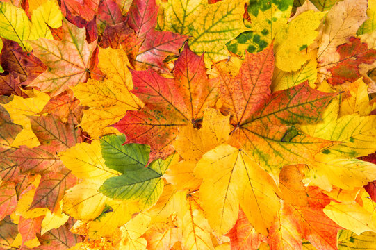 Maple leaves Autumn red yellow background