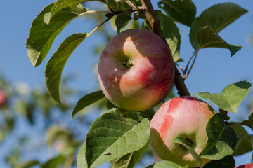 Red apples rustic harvest September 2019