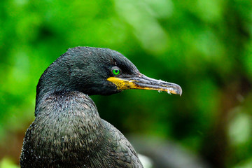 European Shag with distinctive green eyes.