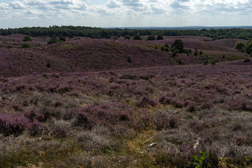 Plakat Flowering heather in the summer on the Posbank in the netherlands