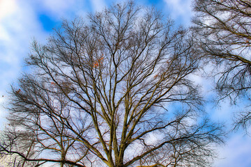 Tree With Bright Vivid Sky Background
