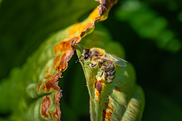 pszczoła miodna na zielonym liściu