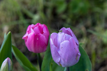 Grashüpfer auf Tulpe