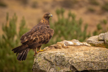 A Golden Eagle landed on a prey. Photographed in the wild in Spain