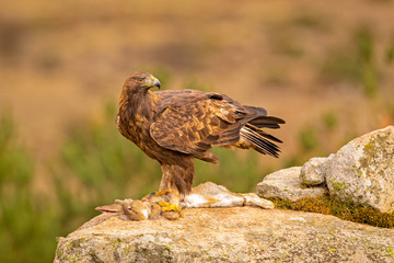 A Golden Eagle landed on a prey. Photographed in the wild in Spain