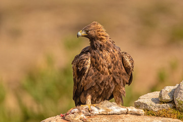A Golden Eagle protecting it's prey seconds before being attacked by a couple of Imperial Eagle's. Photographed in the wild in Spain