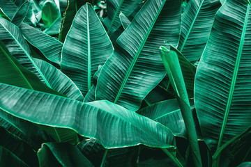 Obraz na płótnie Canvas tropical banana leaf texture in garden, abstract green leaf, large palm foliage nature dark green background