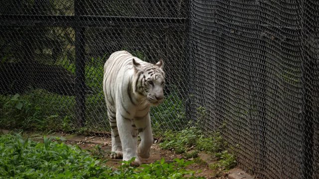 Medium closeup of a Royal Bengal white tiger.